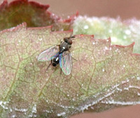 Rust fly?? - Unidentified sp. Family Psilidae