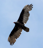 Turkey Vulture - Cathartes aura