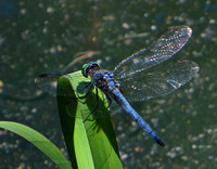 Blue dasher - Pachydiplax longipennis