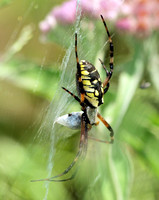 Yellow garden spider - Argiope  Aurantia