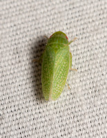 Leafhopper - Gyponana procera