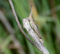 Graceful slant-face grasshopper - Chloealtis gracilis