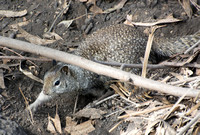 Digging. California ground squirrel - Otospermophilus beecheyi