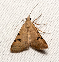 Erebid moth - Hemeroplanis historialis