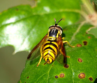 Yellow jacket mimic - Chrysotoxum sp.