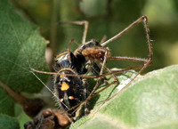 Bold jumper - Phidippus audax eating Long-jawed spider - Tetragnatha sp.