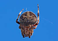 Spotted orbweaver - Neoscona crucifera