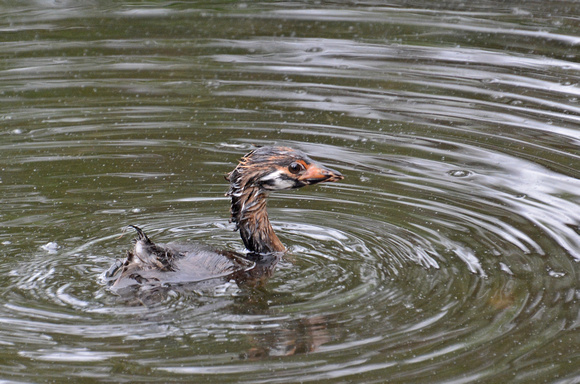 Pied-billed Grebe - Podilymbus podiceps (young)