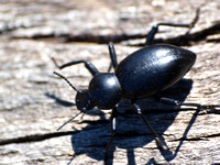 Darkling beetle 1 - Coelocnemis sp.