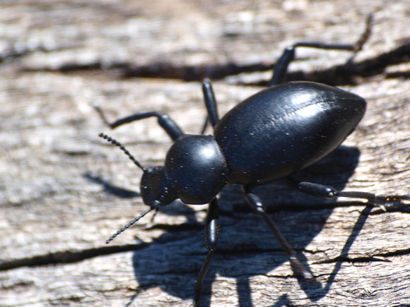 Darkling beetle - Coelocnemis sp.