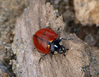 California lady beetle - Coccinella californica