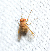 Tachinid fly - Ormia ochracea