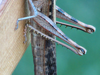 Saltorial:Jumping legs - Gray bird grasshopper -Shcistocera nitens