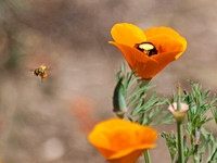 European honey bee - Apis mellifera and Yellow-faced bumble bee - Bombus (Pyrobombus) vosnesenskii