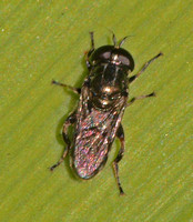 Flower fly 12 - Eumerus sp.