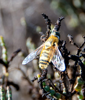 Bee fly - Villa sp.