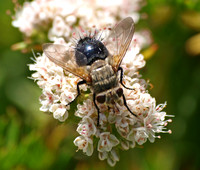 Tachinid fly - Archytas apicifer