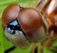 Compound eyes of a dragonfly