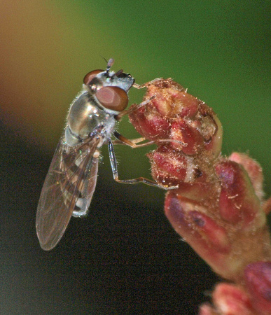 Flower fly 11 - Platycheirus obscurus