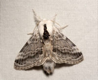Lappet moth - Tolype sp.