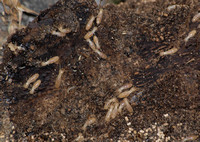 Western subterranean termite - Reticulitermes hesperus