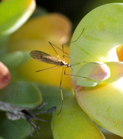 Limoniid crane fly - Unidentified sp.  (possible Trimicra pilipes)