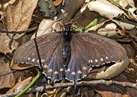 Pipevine swallowtail - Battus philenor