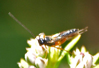 Braconid wasp 1 - Unidentified sp.