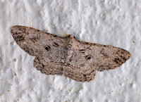 Geometrid moth - Iridopsis fragilaria