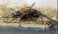 Stiletto fly - Ozodiceromyia nigrimana