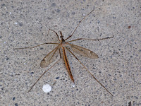 Crane fly - Tipula (triplicitipula) praecisa
