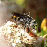 Scoliid wasp - Dielis tolteca (female)