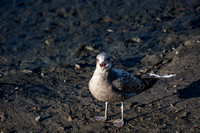 Western Gull - Larus occidentalis (immature)