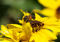 Western honey bee - Apis mellifera