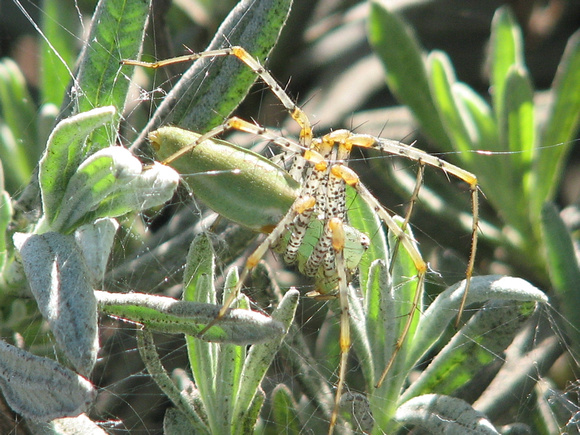 Green lynx spider - Peucetia viridans