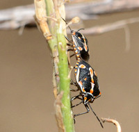 Harlequin bug - Murgantia histronica and Painted bug - Bagrada hilaris