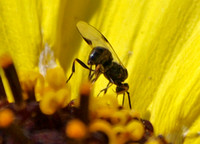 Braconid wasp 2 - Unidentified sp.