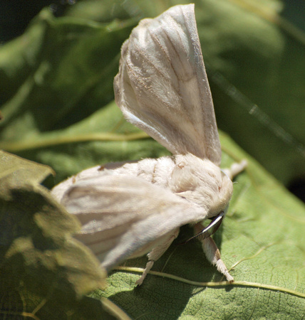 Silk moth - Bombyx mori