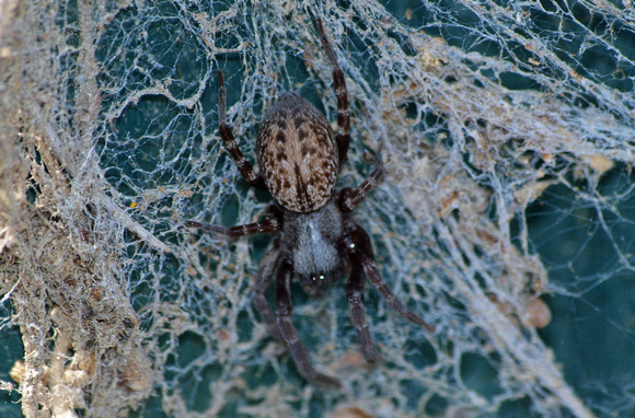 Lace web spider - Badumna longinqua