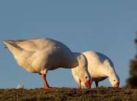 Domestic Goose - Anser anser "domesticus"