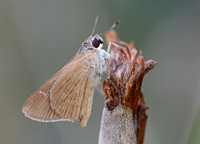 Eufala skipper  - Lerodea eufala