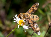 Bee fly  - Poecilanthrax arethusa