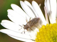 False chinch bug - Nysius spp.