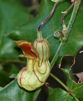 Dutchman's Pipevine - Aristolochia