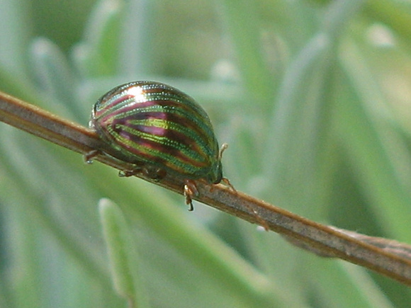 Rosemary Beetle - Chrysolina americana
