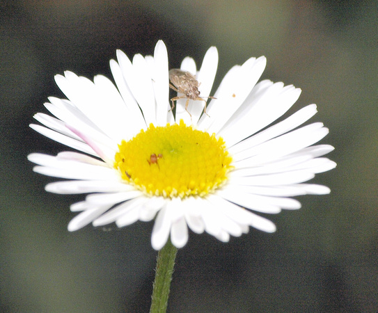 Seed bug 1 - Nysius sp.