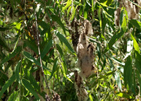 Black Willow (Goodding's Willow) - Salix gooddingii