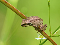 Pacific Chorus Frog - Pseudacris regilla