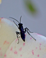 Spider wasp - Unidentified sp.