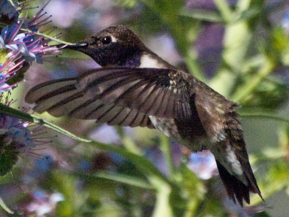 Black-chinned Hummingbird- Archilochus alexandri
